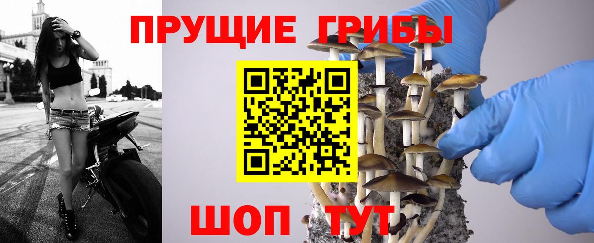 Галлюциногенные грибы Psilocybine cubensis Мытищи